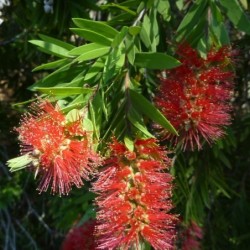 Callistemon viminalis