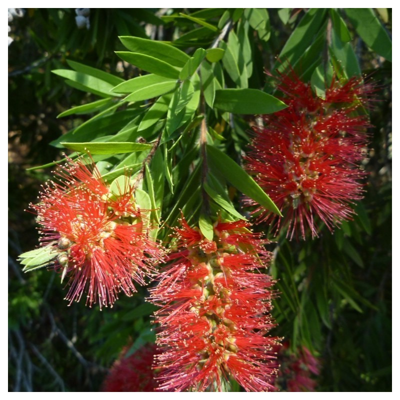 Callistemon viminalis