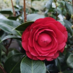 Camellia japonica