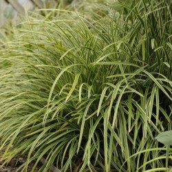 Carex morrowii 'Variegata'