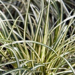 Carex oshimensis