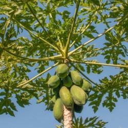 Carica papaya