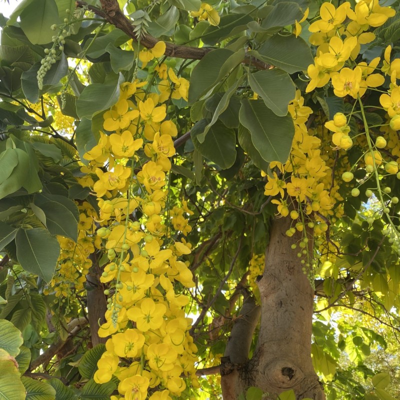 Cassia fistula