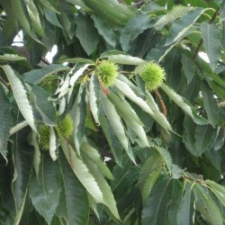 Castanea sativa