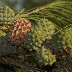 Casuarina equisetifolia