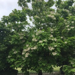 Catalpa bignonioides