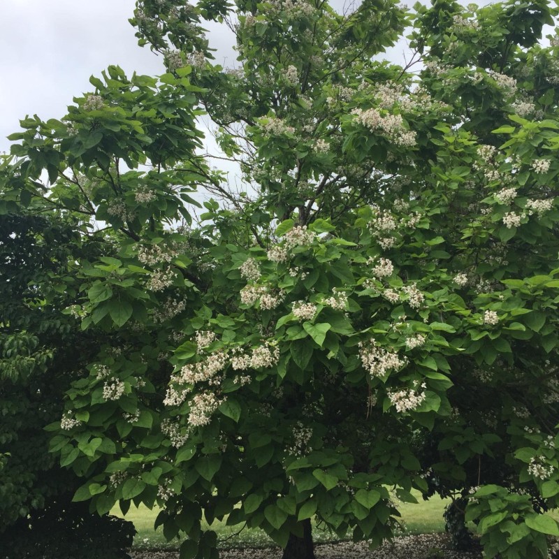 Catalpa bignonioides