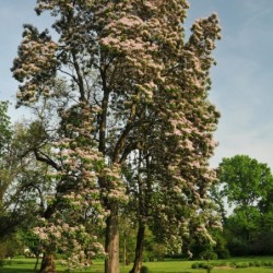 Catalpa bungei