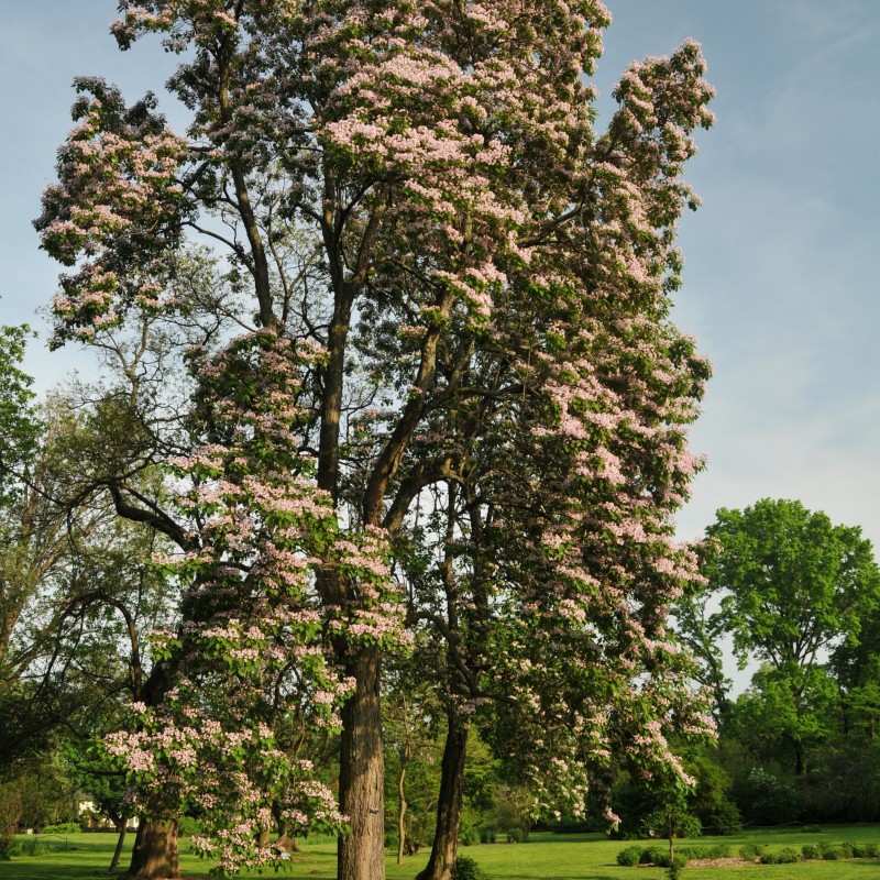 Catalpa bungei
