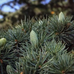 Cedrus atlantica