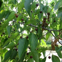 Celtis australis