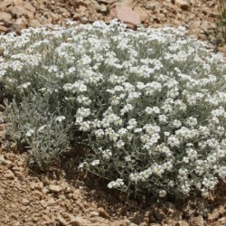Cerastium tomentosum