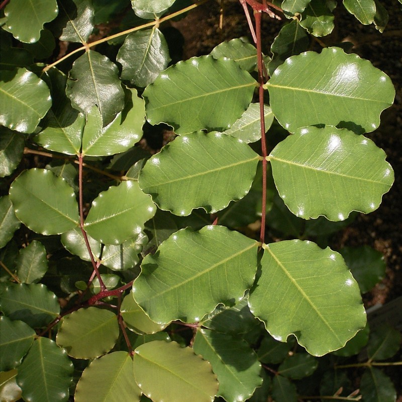 Ceratonia siliqua