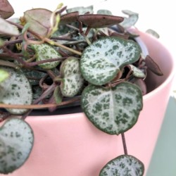 Ceropegia woodii