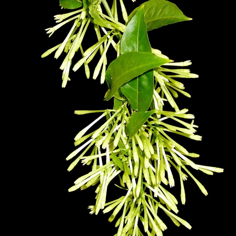 Cestrum nocturnum