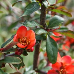 Chaenomeles speciosa