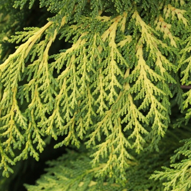 Chamaecyparis lawsoniana