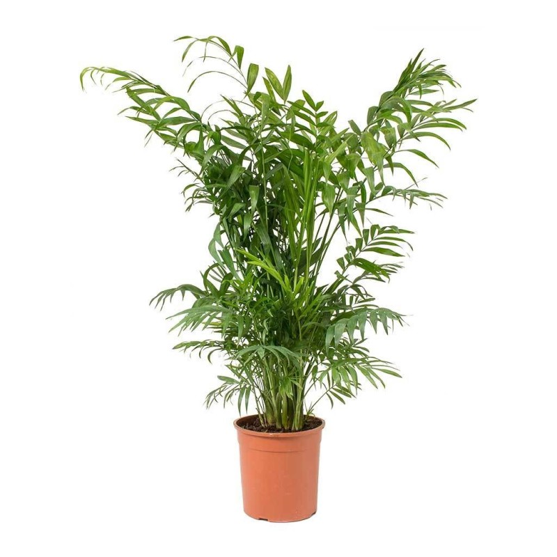 Chamaedorea elegans