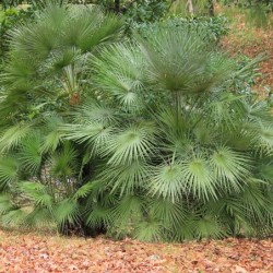 Chamaerops humilis
