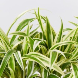 Chlorophytum laxum
