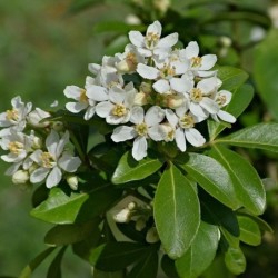 Choisya ternata