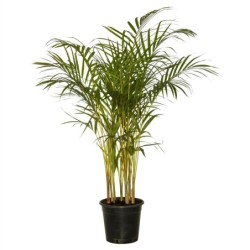 Chrysalidocarpus lutescens
