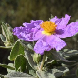 Cistus albidus