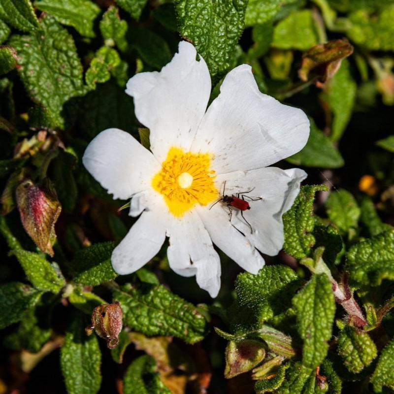 Cistus monspeliensis