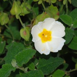 Cistus salvifolius
