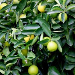 Citrus aurantifolia