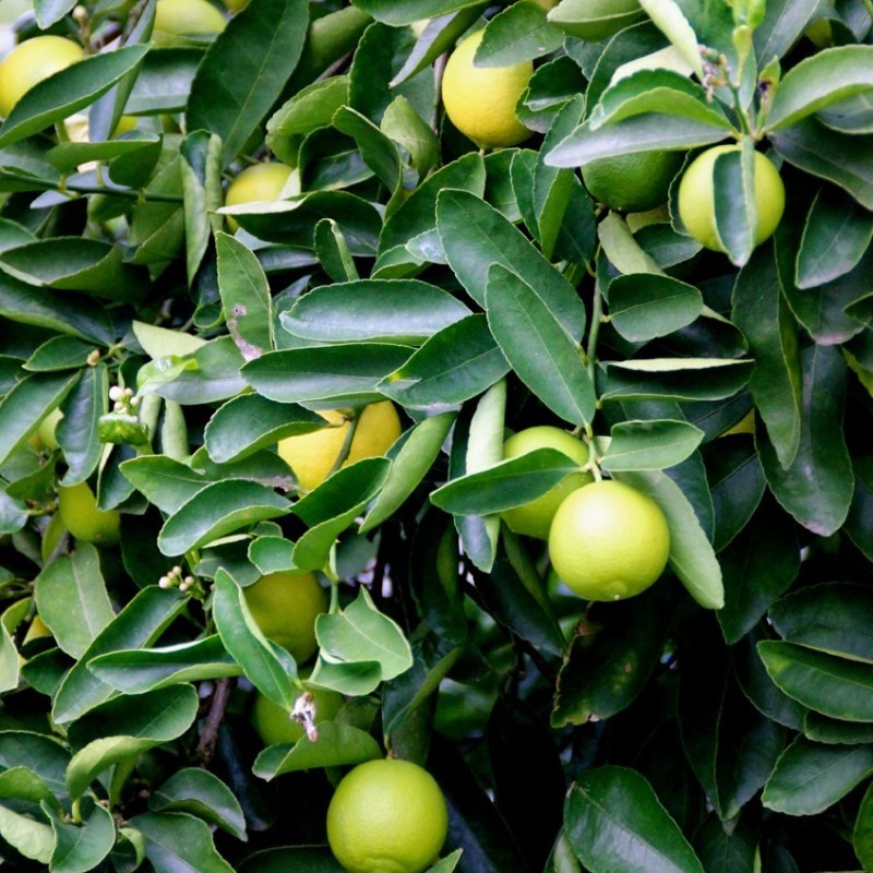 Citrus aurantifolia