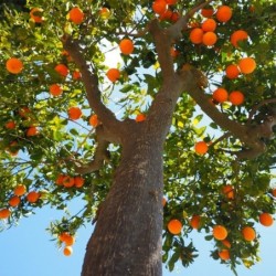 Citrus aurantium