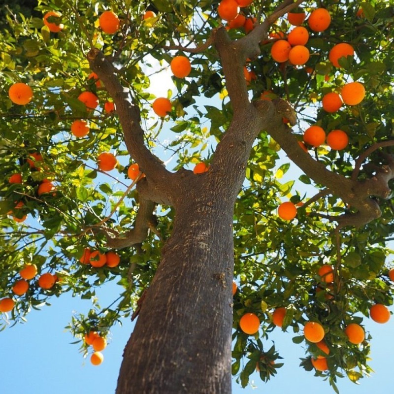 Citrus aurantium