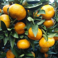 Citrus deliciosa