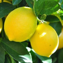 Citrus limon