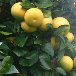Citrus paradisi