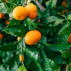 Citrus reticulata