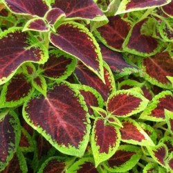 Coleus blumei