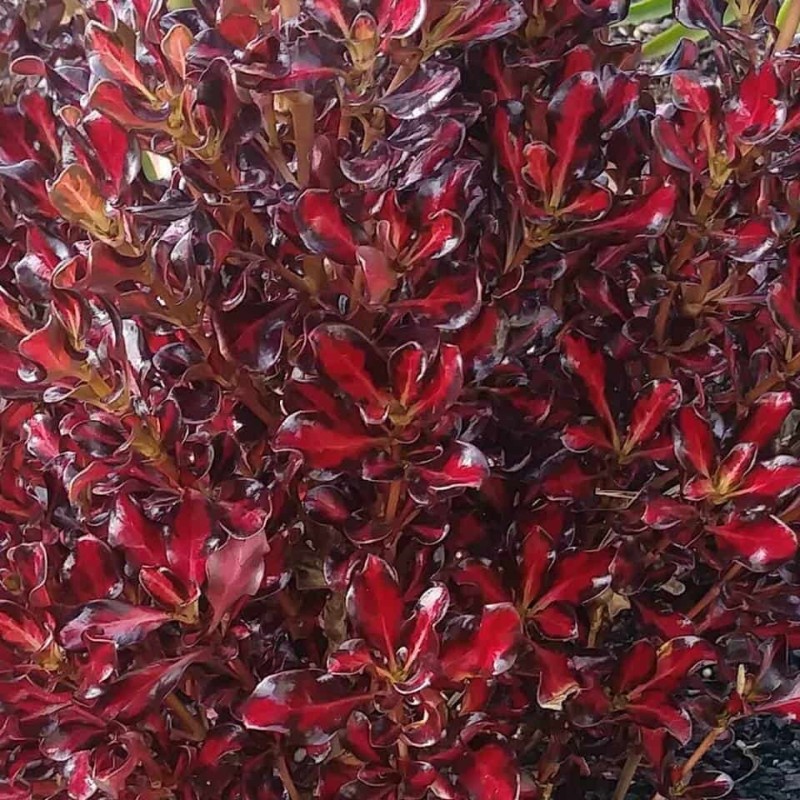 Coprosma repens