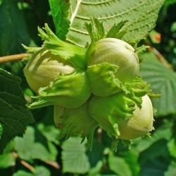 Corylus avellana