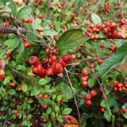 Cotoneaster franchetii