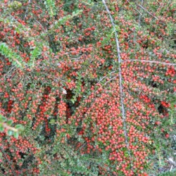 Cotoneaster horizontalis