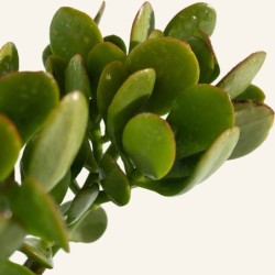 Crassula ovata