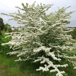 Crataegus monogyna