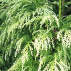 Cryptomeria japonica