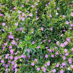 Cuphea hyssopifolia