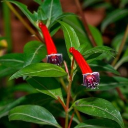 Cuphea ignea