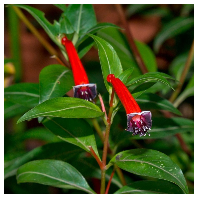 Cuphea ignea
