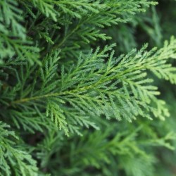 Cupressocyparis Leylandii