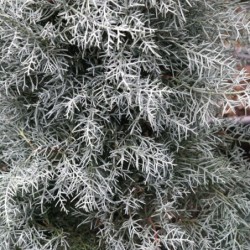 Cupressus arizonica
